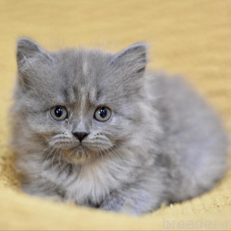 販売中の愛知県のミックス-138557の7枚目