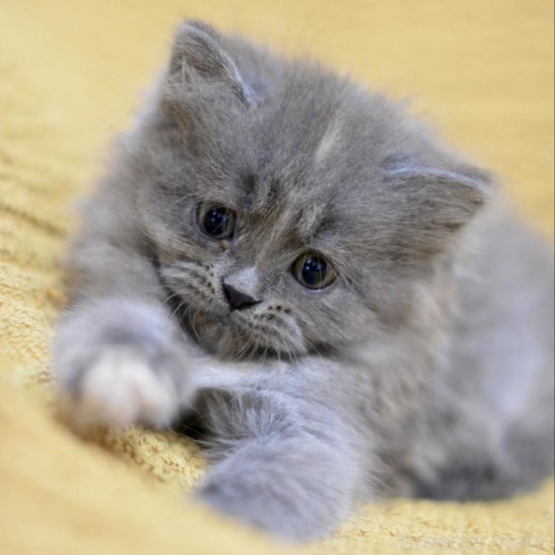 販売中の愛知県のミックス-138557