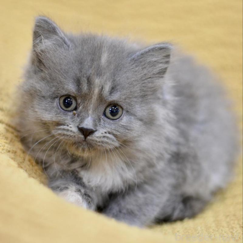 販売中の愛知県のミックス-138557の6枚目