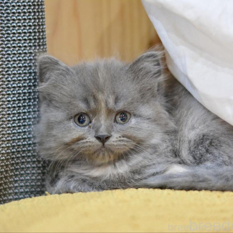 販売中の愛知県のミックス-138557の5枚目