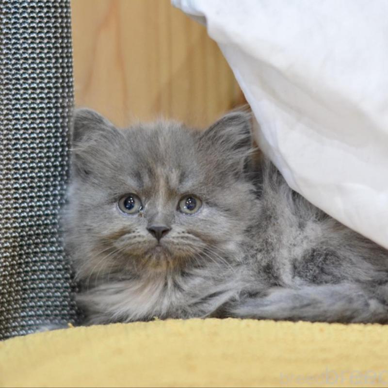 販売中の愛知県のミックス-138557の4枚目