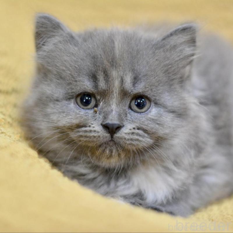 販売中の愛知県のミックス-138557の3枚目