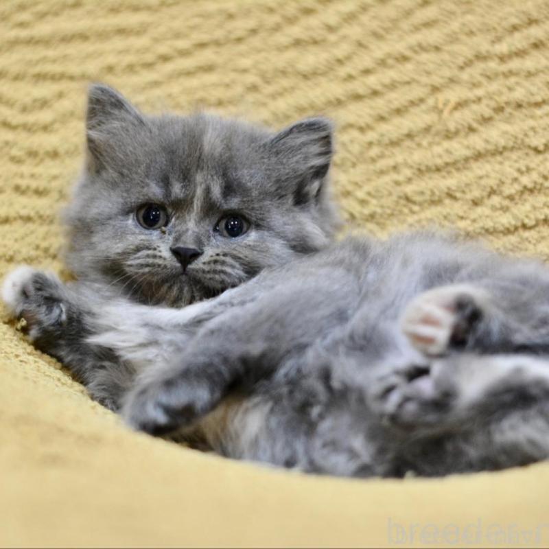 販売中の愛知県のミックス-138557の2枚目