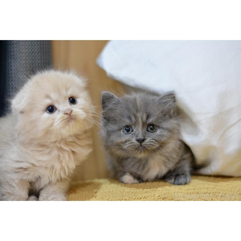 販売中の愛知県のミックス-138558の8枚目