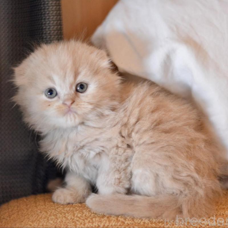 販売中の愛知県のミックス-138558の7枚目