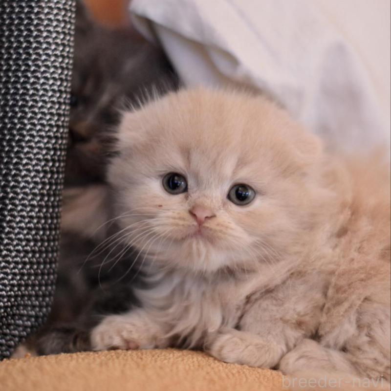 販売中の愛知県のミックス-138558の6枚目