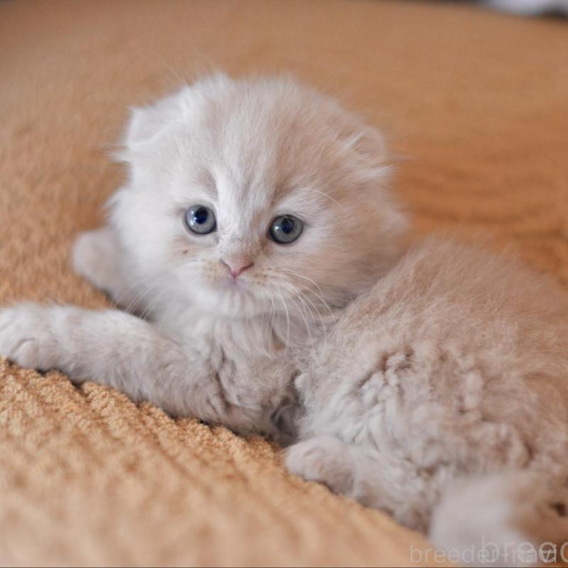 販売中の愛知県のミックス-138558の5枚目