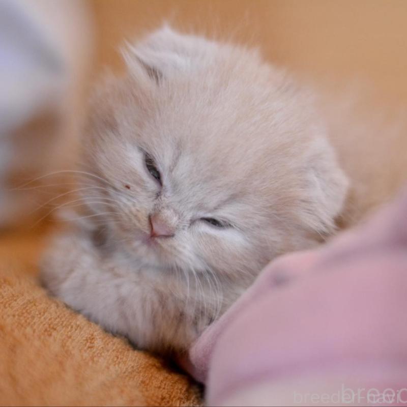 販売中の愛知県のミックス-138558の3枚目