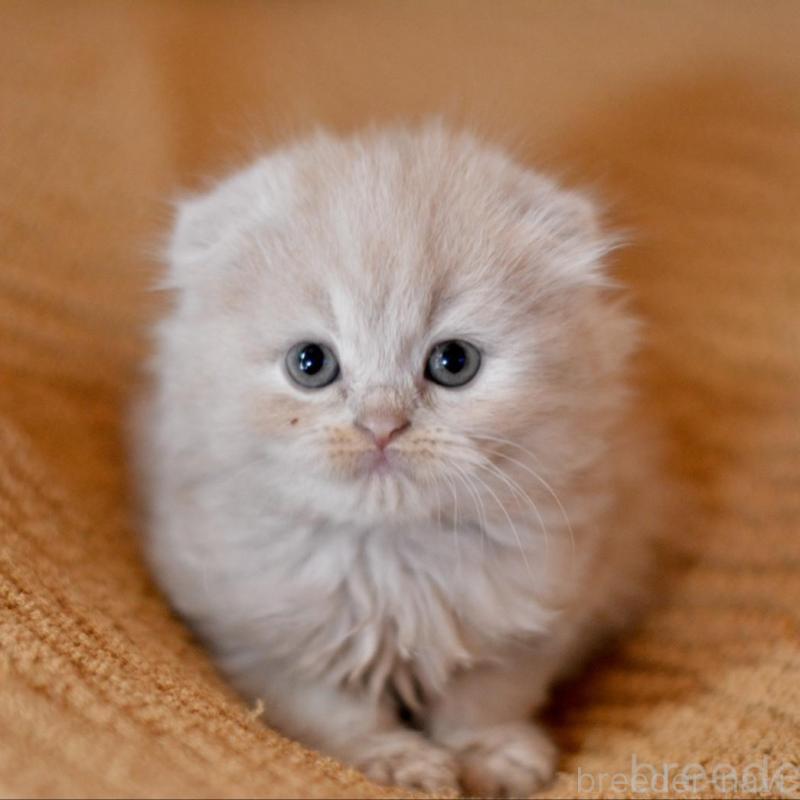 販売中の愛知県のミックス-138558