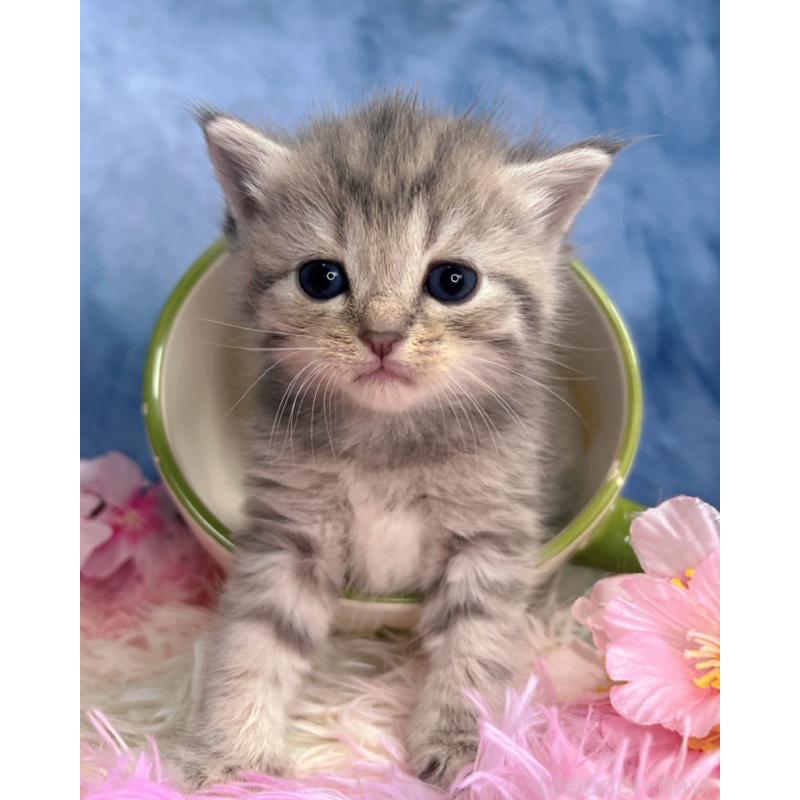 販売中の千葉県のブリティッシュショートヘア-138559の7枚目