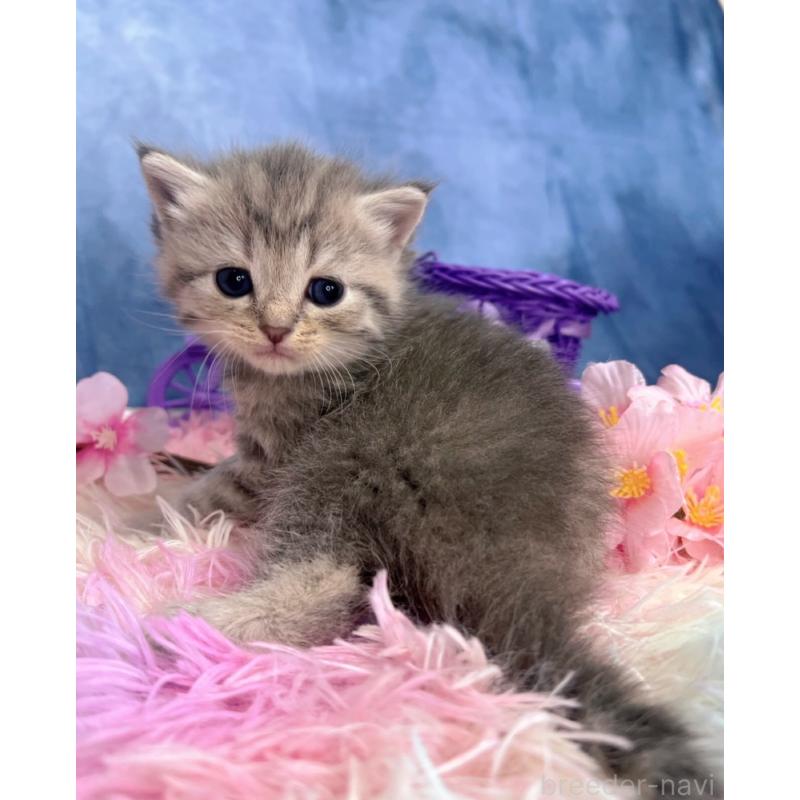 販売中の千葉県のブリティッシュショートヘア-138559の6枚目