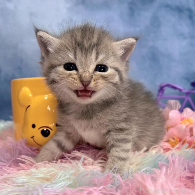 販売中の千葉県のブリティッシュショートヘア-138559の1枚目