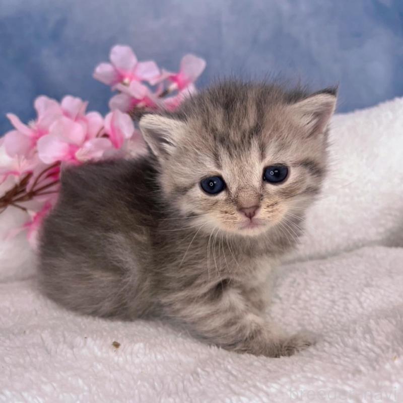 販売中の千葉県のブリティッシュショートヘア-138559の5枚目