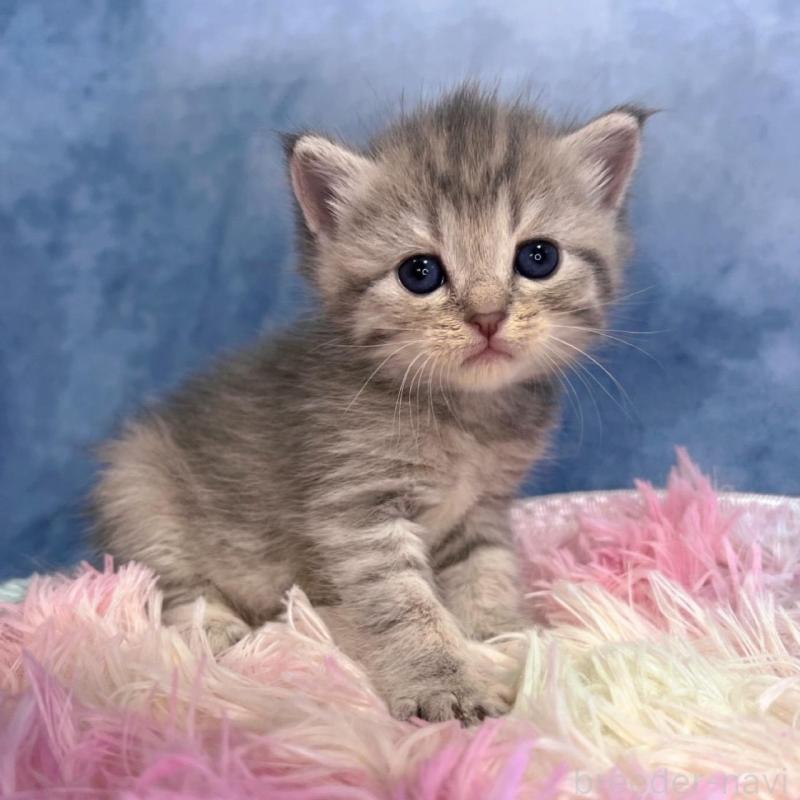 販売中の千葉県のブリティッシュショートヘア-138559の4枚目