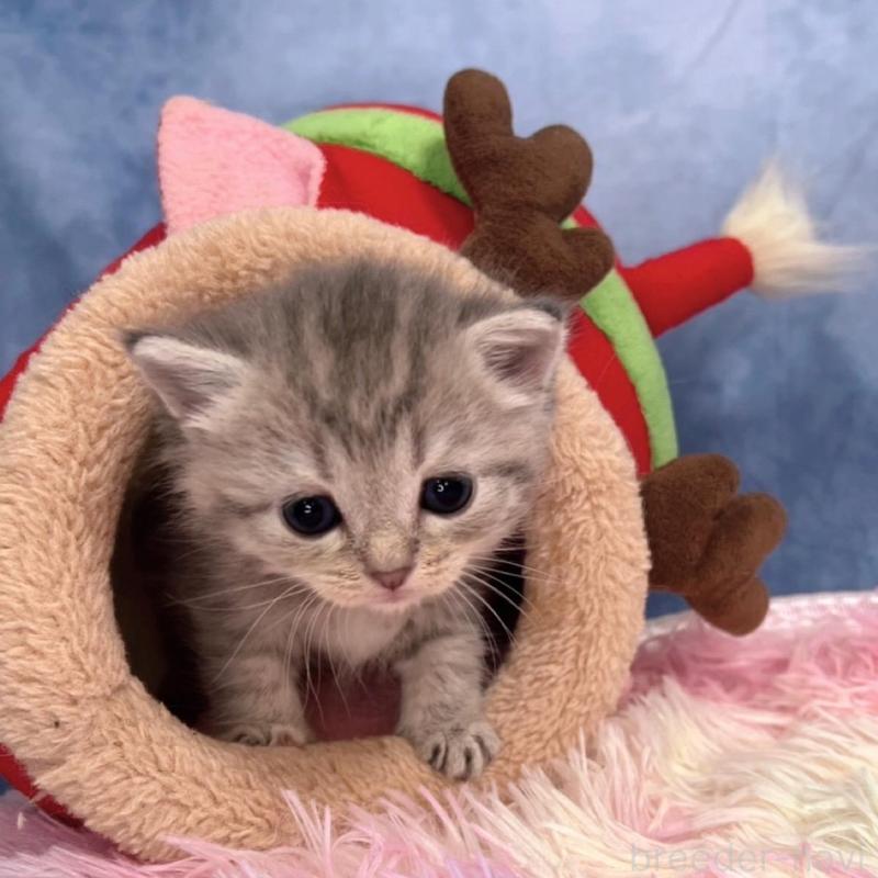 販売中の千葉県のブリティッシュショートヘア-138559の3枚目