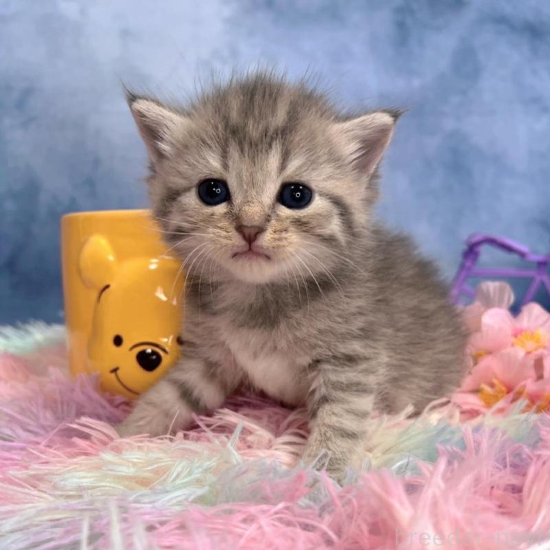 販売中の千葉県のブリティッシュショートヘア-138559の2枚目