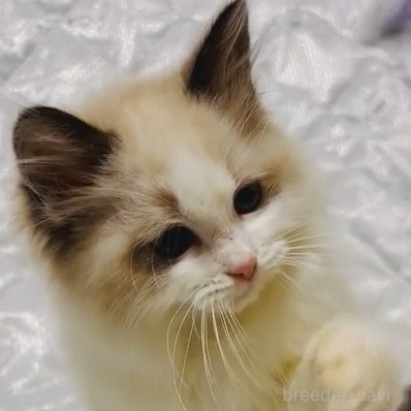 販売中の大阪府のラグドール-138560の2枚目