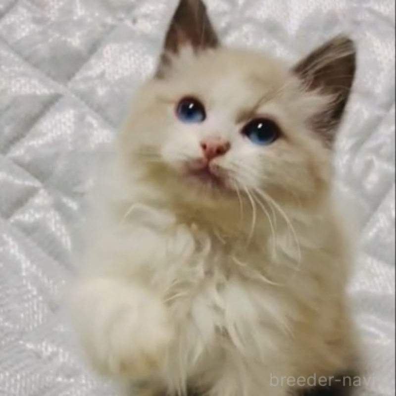 販売中の大阪府のラグドール-138561