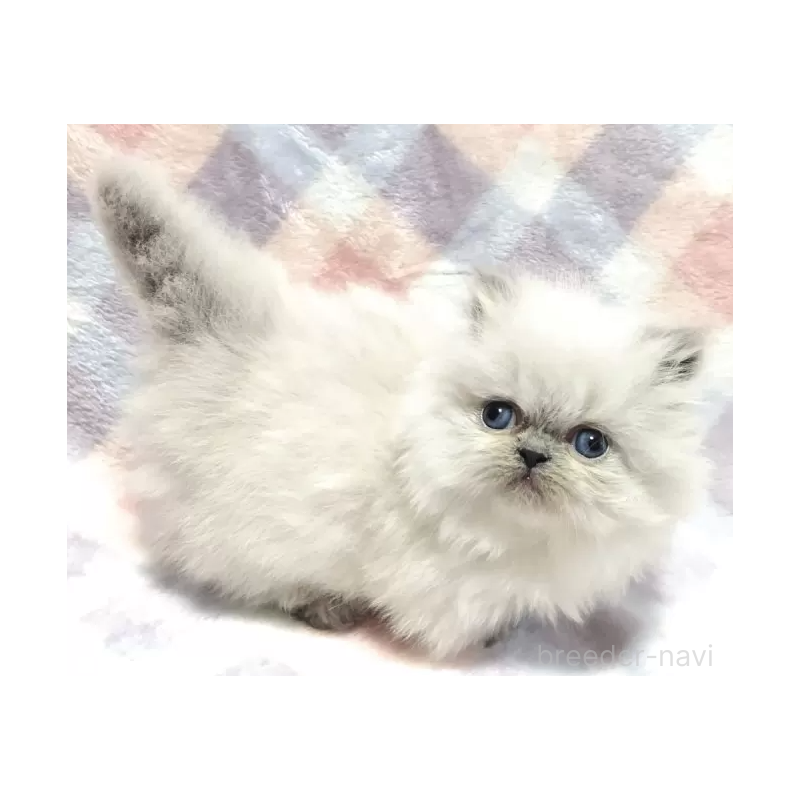 販売中の埼玉県のミヌエット(短足)-138562の3枚目