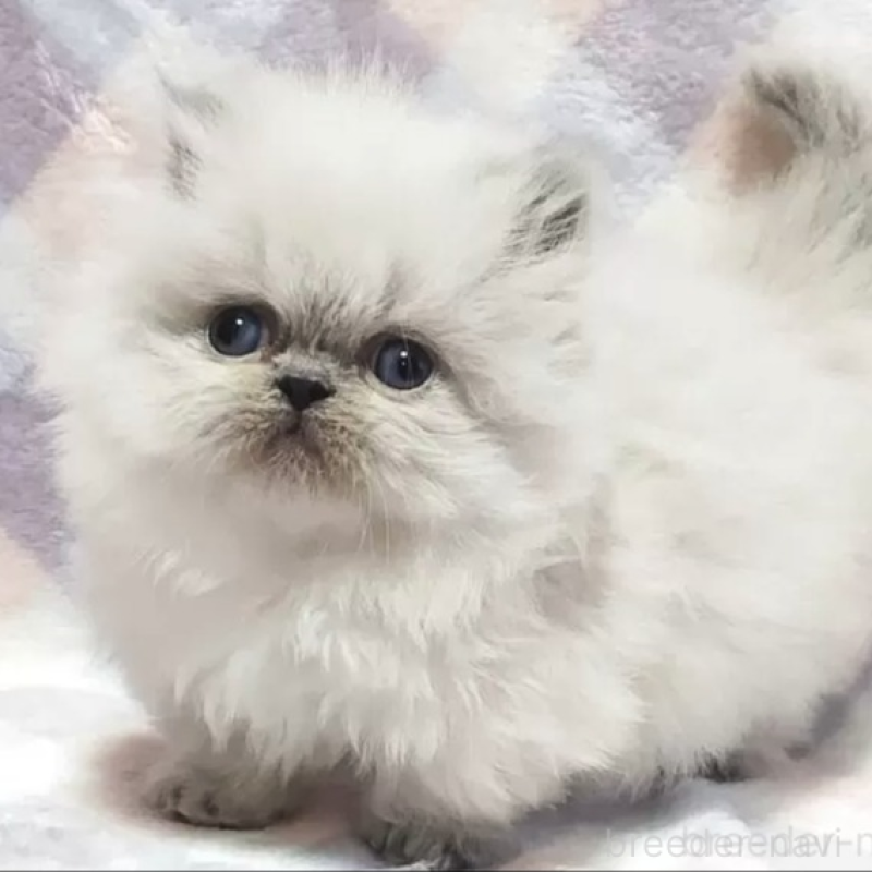 販売中の埼玉県のミヌエット(短足)-138562の1枚目