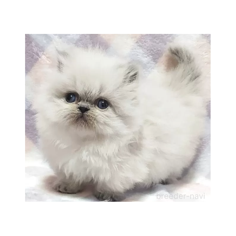 販売中の埼玉県のミヌエット(短足)-138562の2枚目