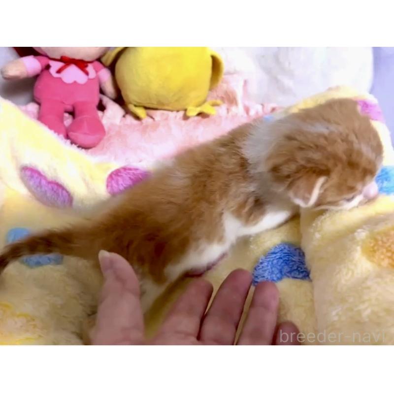 販売中の大阪府のスコティッシュストレート-138564の2枚目