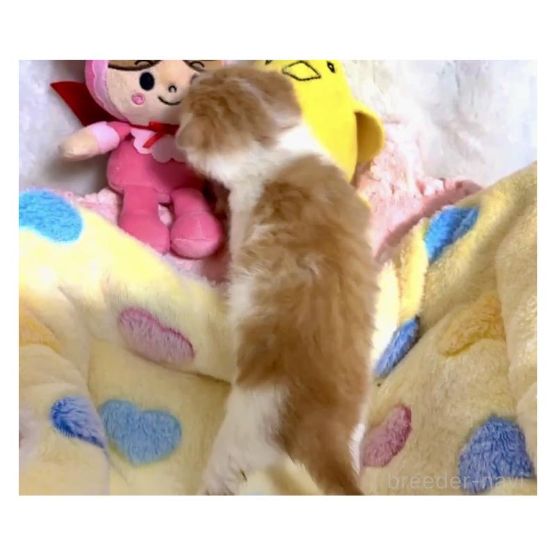 販売中の大阪府のスコティッシュストレート-138564の3枚目