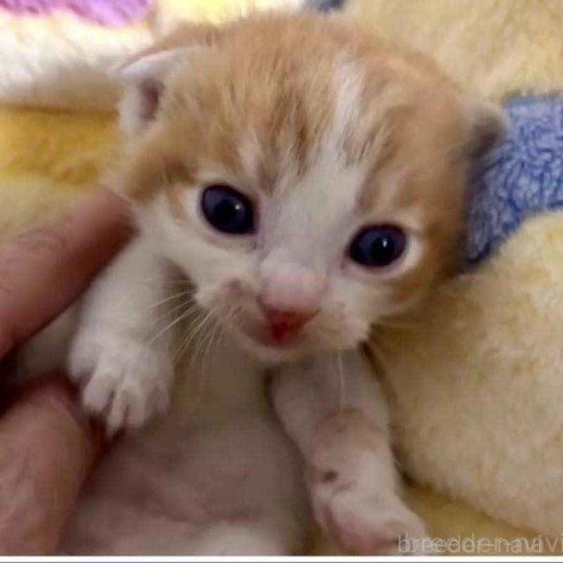 販売中の大阪府のスコティッシュストレート-138564