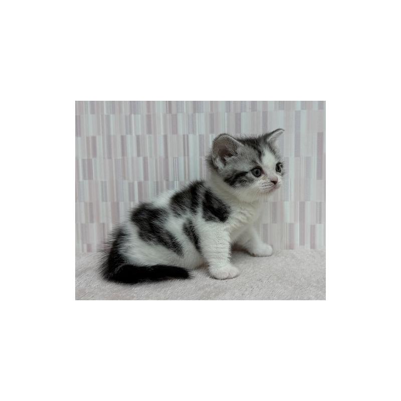 販売中の千葉県のアメリカンショートヘア-138565の3枚目