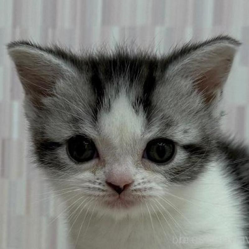 販売中の千葉県のアメリカンショートヘア-138565