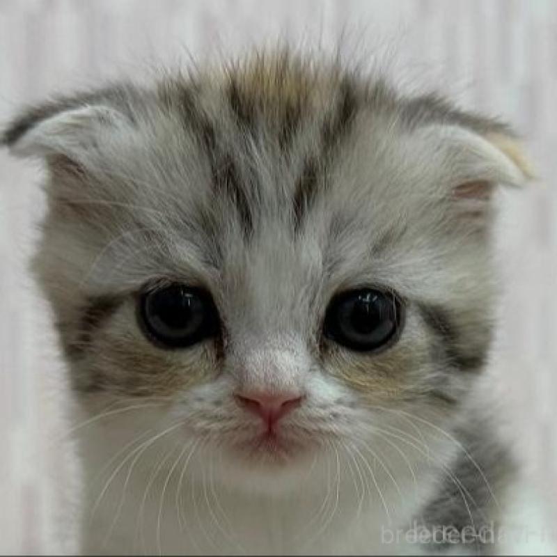 販売中の千葉県のスコティッシュフォールド(折れ耳)-138567