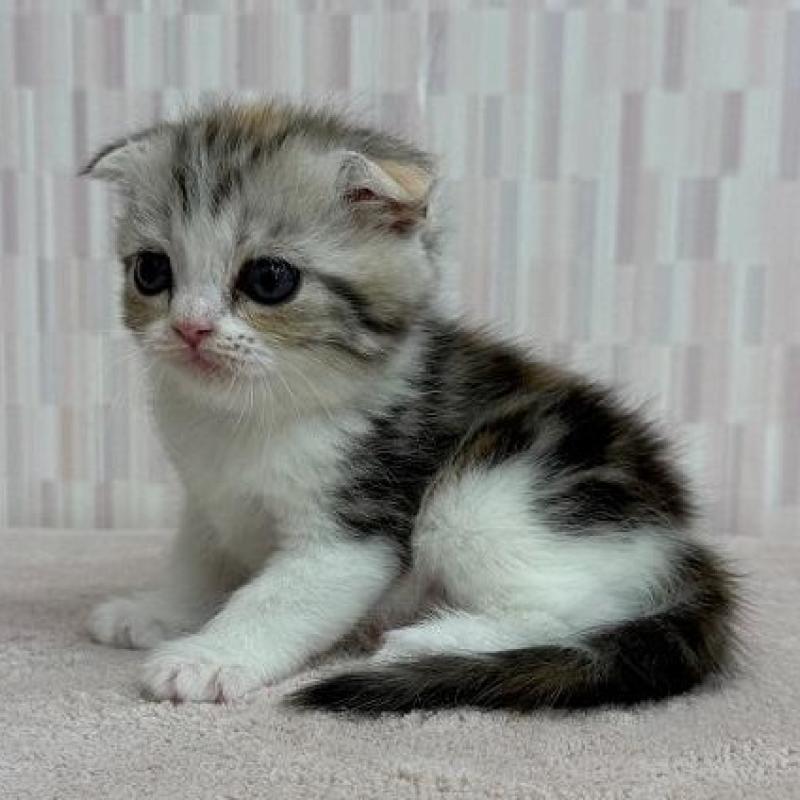 販売中の千葉県のスコティッシュフォールド(折れ耳)-138567の2枚目