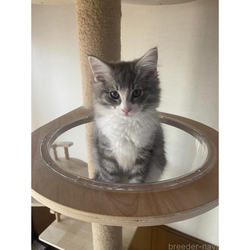 販売中の富山県のノルウェージャンフォレストキャット-134036の6枚目