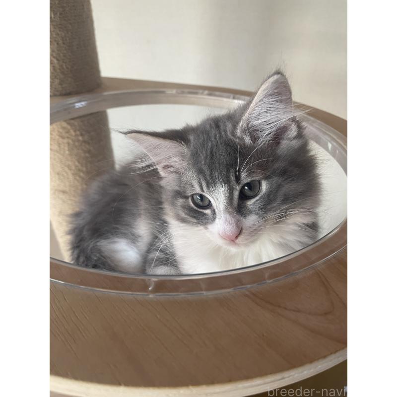 販売中の富山県のノルウェージャンフォレストキャット-134036の5枚目