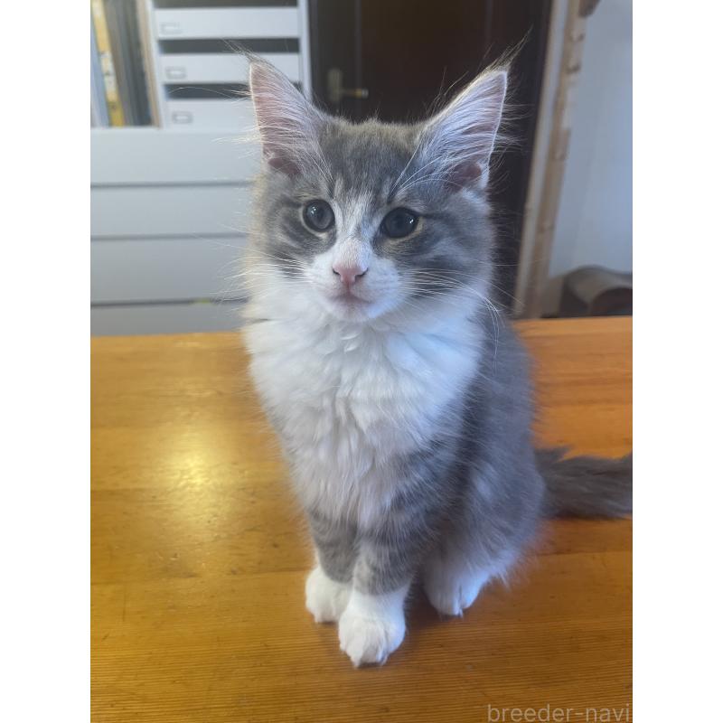販売中の富山県のノルウェージャンフォレストキャット-134036の4枚目