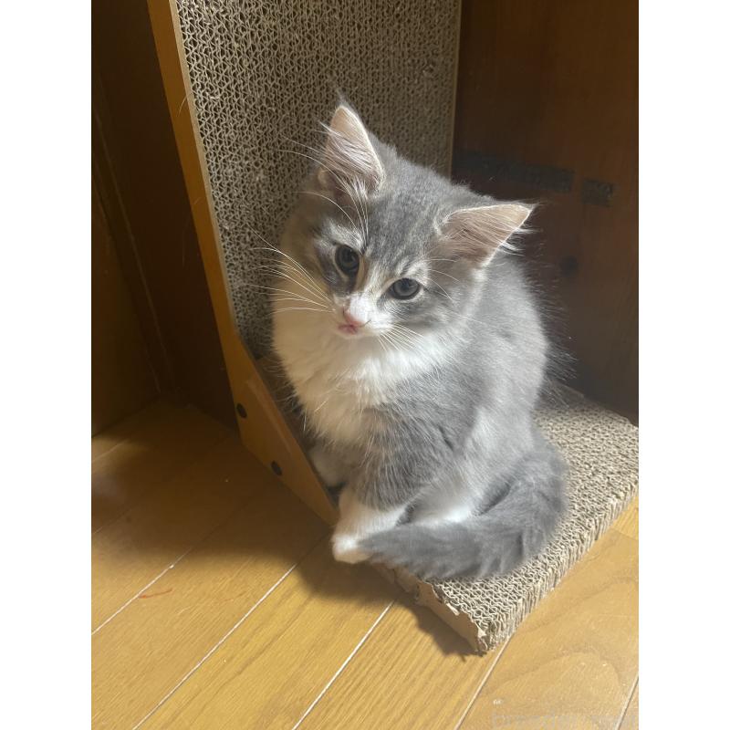 販売中の富山県のノルウェージャンフォレストキャット-134036の3枚目
