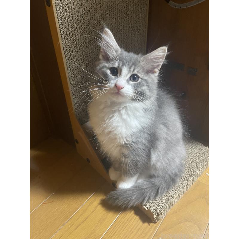 販売中の富山県のノルウェージャンフォレストキャット-134036の2枚目