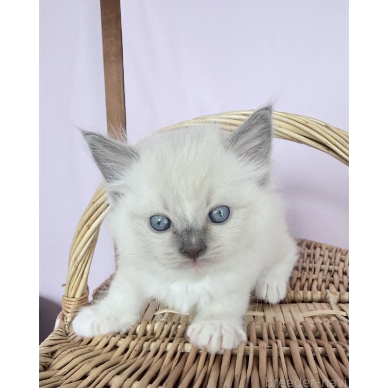 販売中の千葉県のラグドール-138570の6枚目