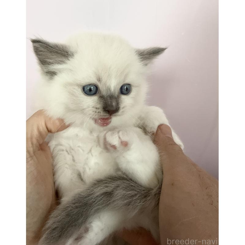 販売中の千葉県のラグドール-138570の4枚目