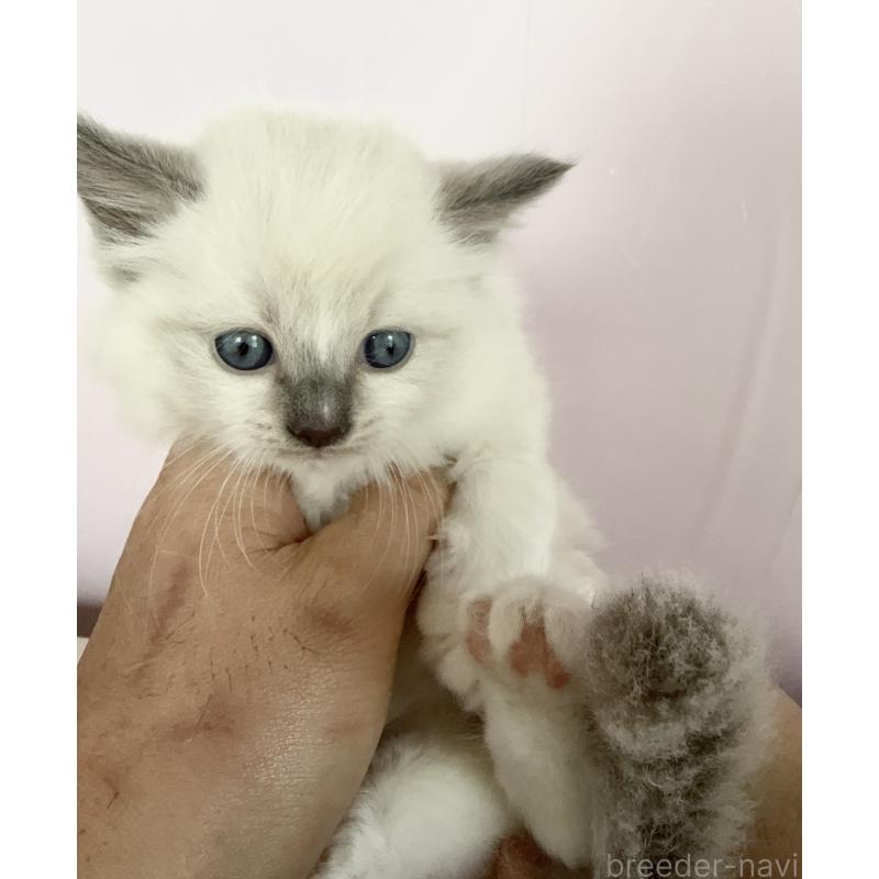 販売中の千葉県のラグドール-138570の3枚目