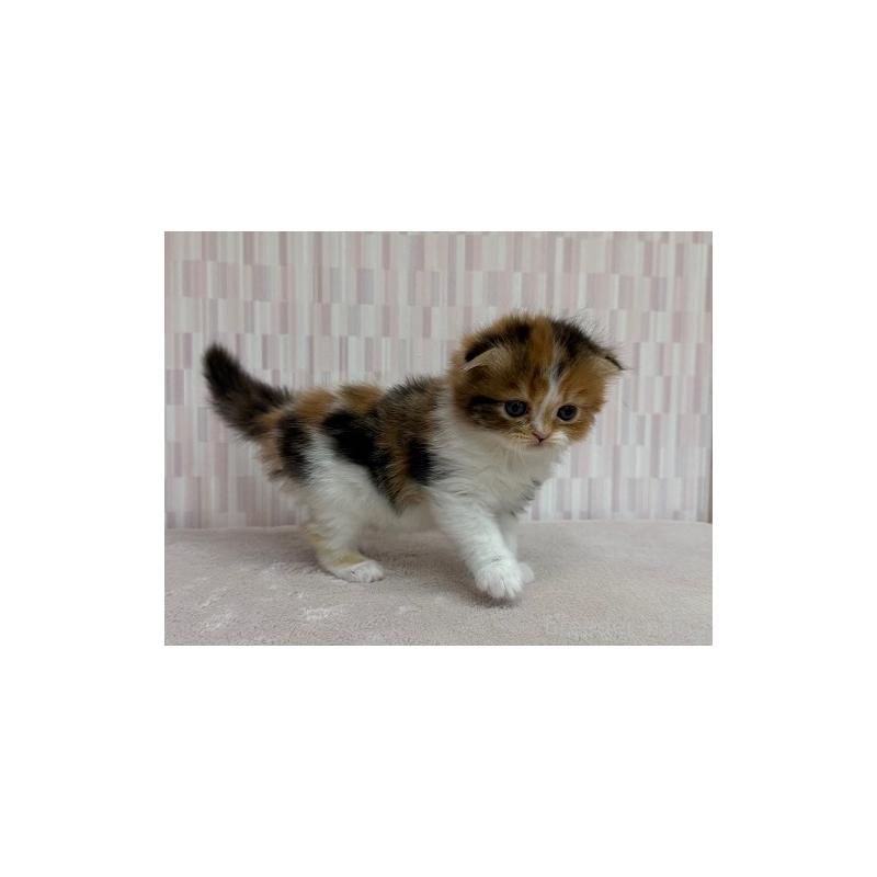 販売中の千葉県のスコティッシュフォールド(折れ耳)-138569の3枚目