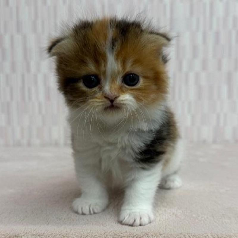 販売中の千葉県のスコティッシュフォールド(折れ耳)-138569の2枚目