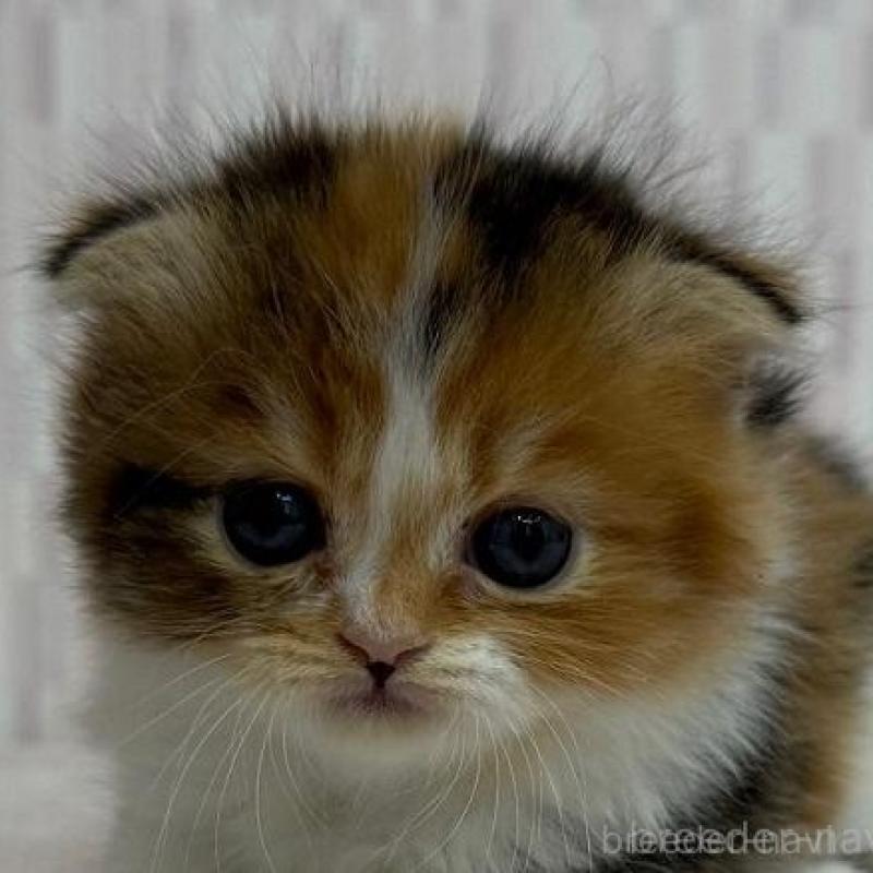 販売中の千葉県のスコティッシュフォールド(折れ耳)-138569