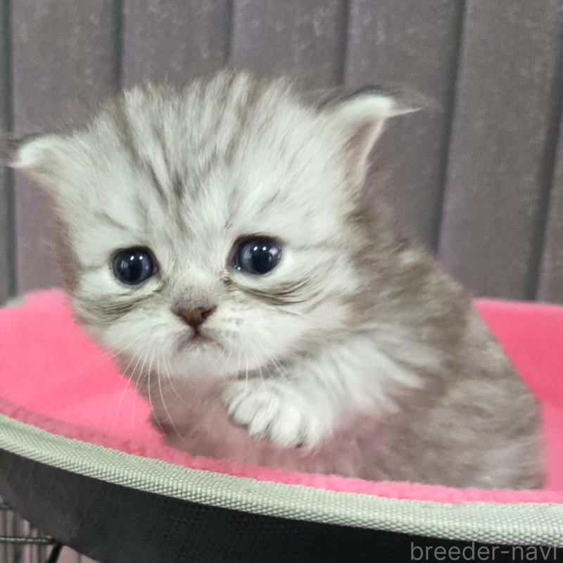 販売中の福岡県のミヌエット-138386