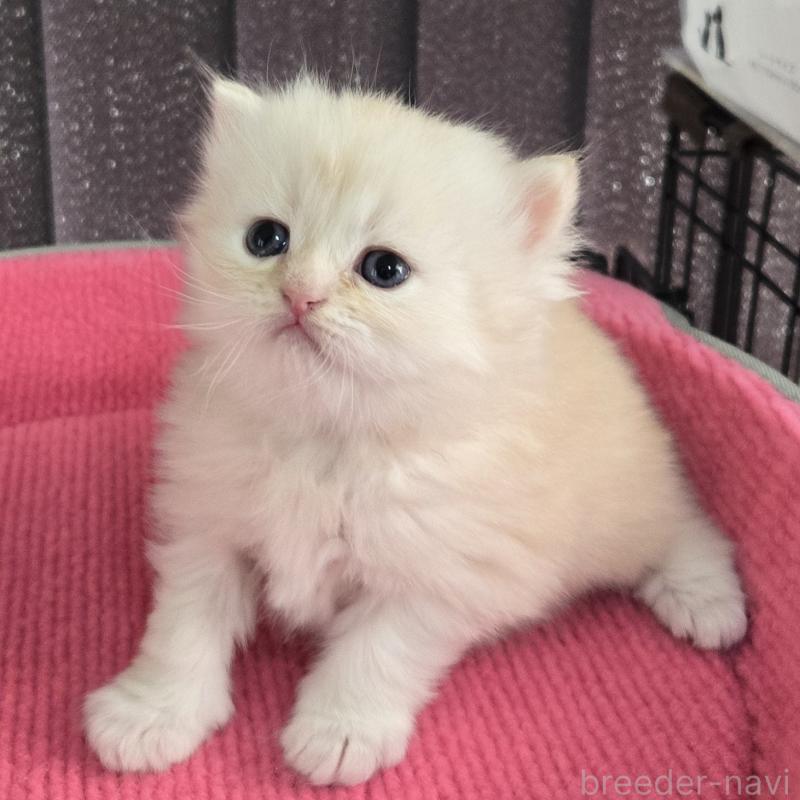 販売中の福岡県のミヌエット-138385