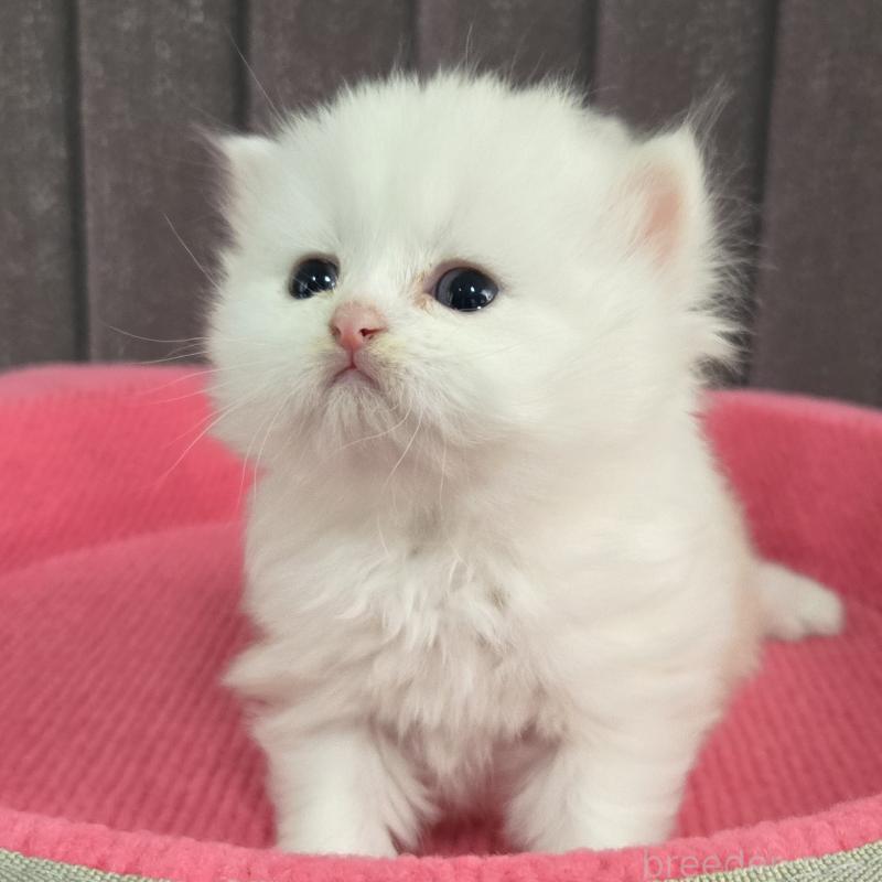 販売中の福岡県のミヌエット-138384