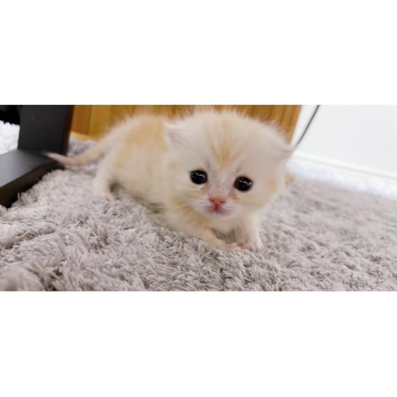 販売中の群馬県のマンチカン-138573の7枚目