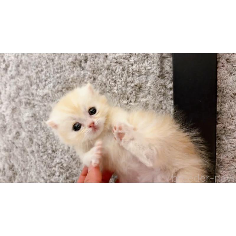 販売中の群馬県のマンチカン-138573の6枚目