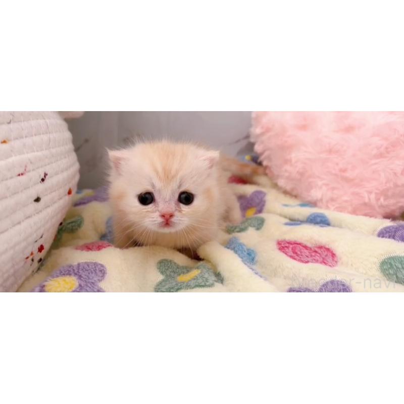 販売中の群馬県のマンチカン-138573の5枚目