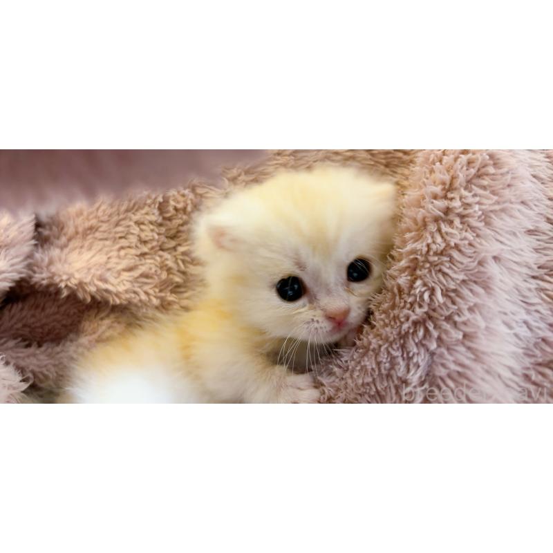 販売中の群馬県のマンチカン-138573の4枚目